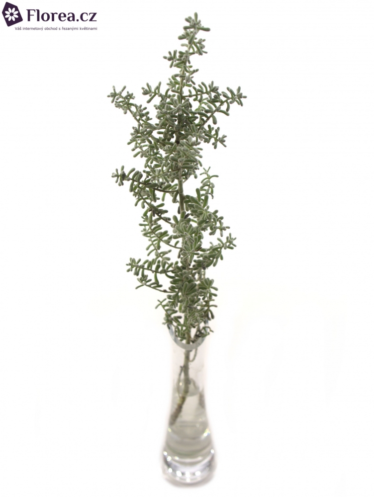 KOCHIA SCOPARIA 45cm