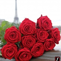 Květinové království Fransen Roses