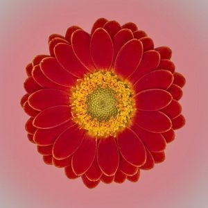 gerbera