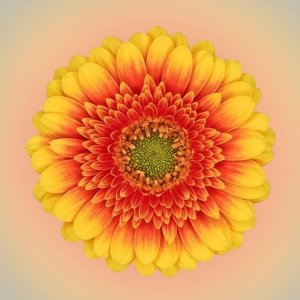 gerbera