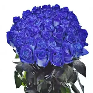 Barvené a modré růže