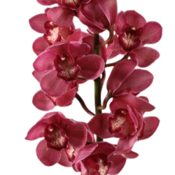 Orchideje