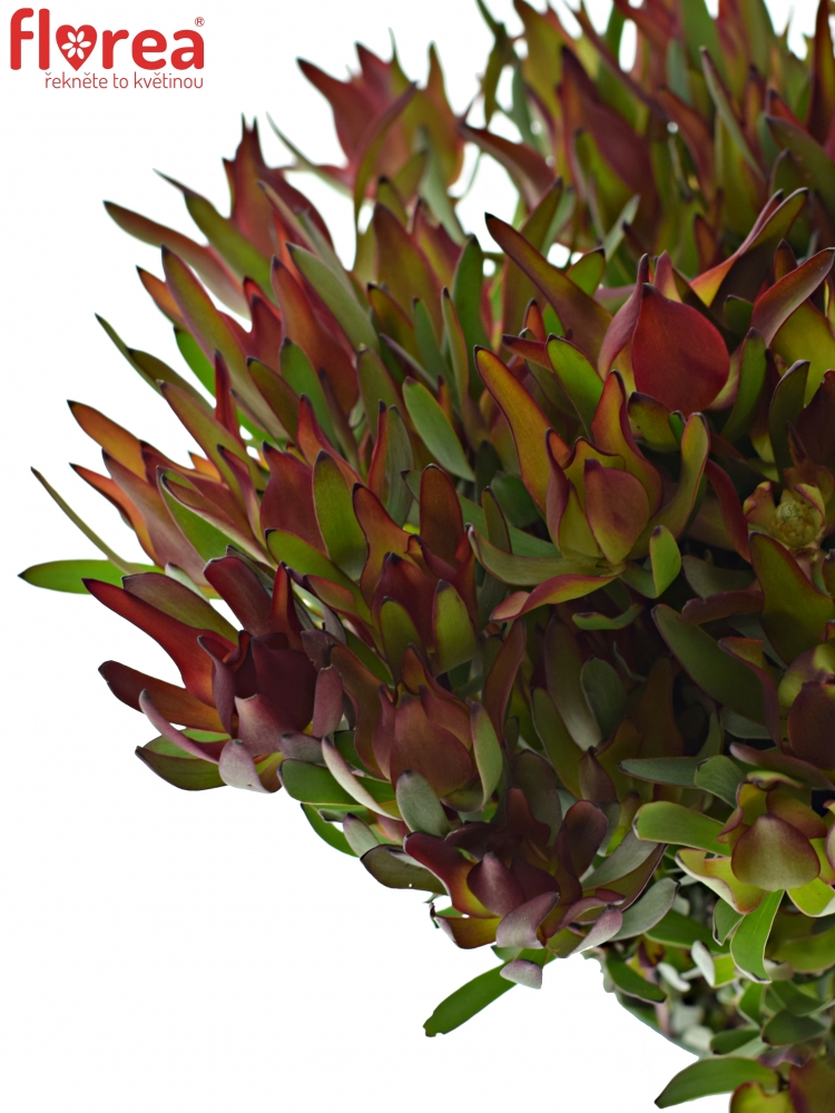 Leucadendron SALIGNUM BLUSH 40cm