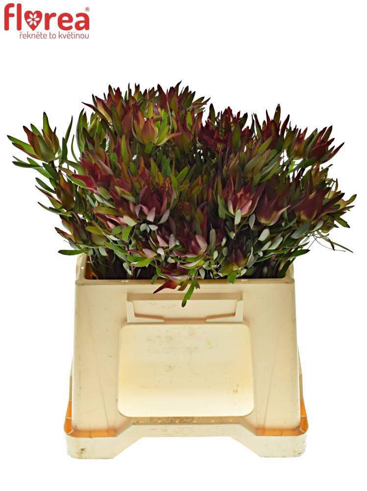 Leucadendron SALIGNUM BLUSH 40cm