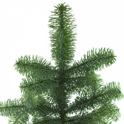 ABIES NOBILLIS 5kg