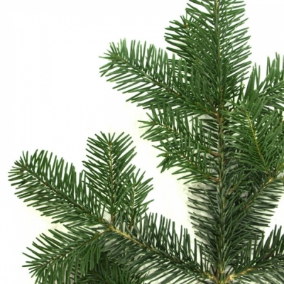 ABIES NORDMANNIANA 5kg