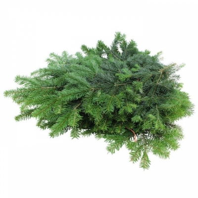 ABIES NORDMANNIANA 5kg