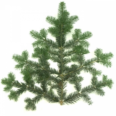 ABIES NORDMANNIANA 5kg