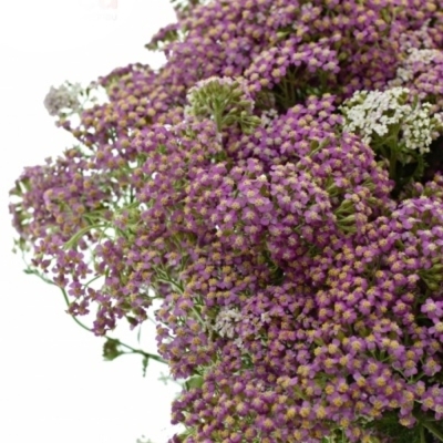 Řebříček MILLEFOLIUM LILAC BEAUTY 55cm