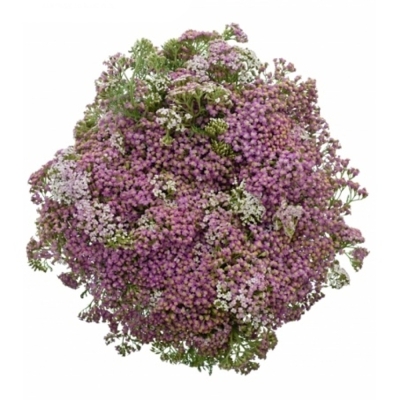 Řebříček MILLEFOLIUM LILAC BEAUTY 55cm