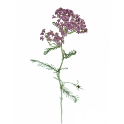 Řebříček MILLEFOLIUM LILAC BEAUTY 55cm