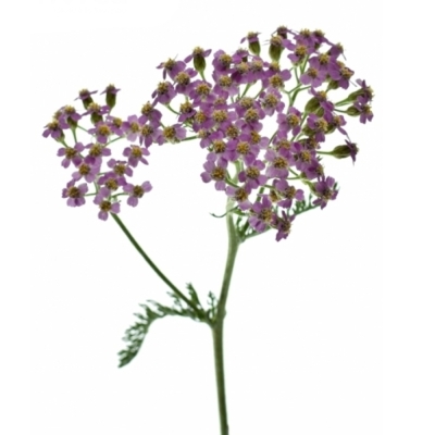 Řebříček MILLEFOLIUM LILAC BEAUTY 55cm