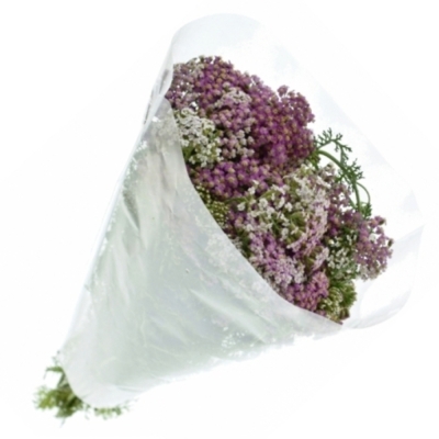 Řebříček MILLEFOLIUM LILAC BEAUTY 55cm