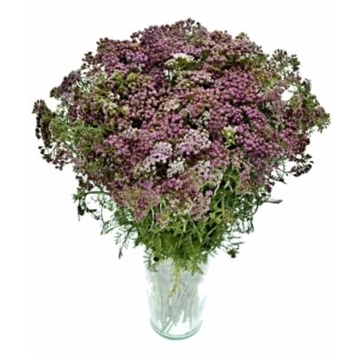 Řebříček MILLEFOLIUM LILAC BEAUTY 55cm