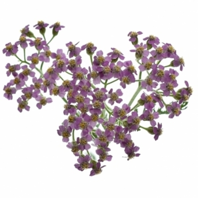 Řebříček MILLEFOLIUM LILAC BEAUTY 55cm