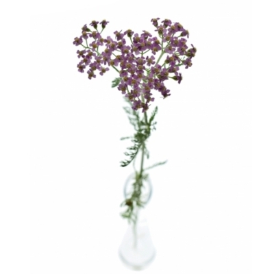 Řebříček MILLEFOLIUM LILAC BEAUTY 55cm