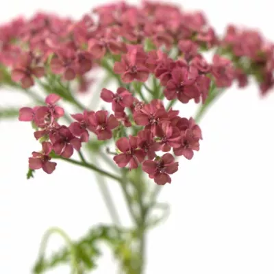 Achillea M LACHSSONHEIT