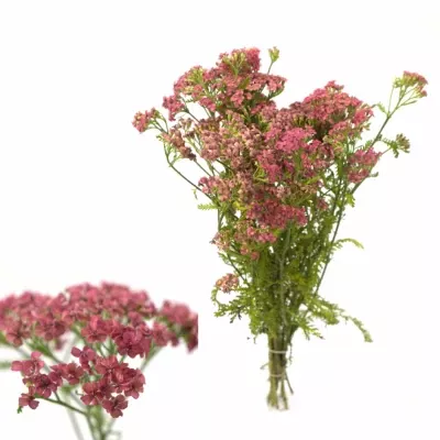 Achillea M LACHSSONHEIT