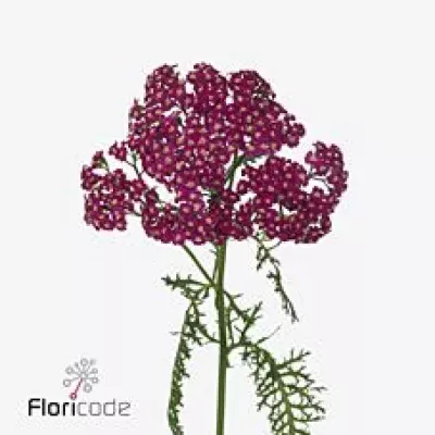 Achillea M SURPRISING CHARM