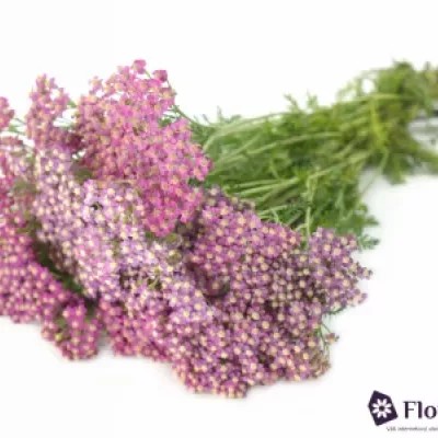 ACHILLEA MILLEFOLIUM MASTERCLASS PURPLE 60cm