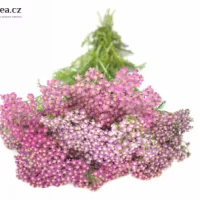 ACHILLEA MILLEFOLIUM MASTERCLASS PURPLE 60cm