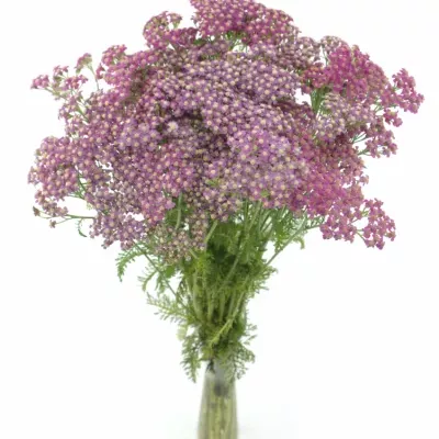 ACHILLEA MILLEFOLIUM MASTERCLASS PURPLE 60cm