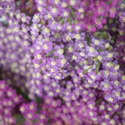 ACHILLEA MILLEFOLIUM MASTERCLASS PURPLE 60cm