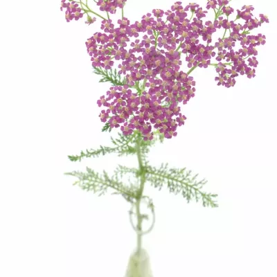 ACHILLEA MILLEFOLIUM MASTERCLASS PURPLE 60cm