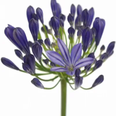 Agapanthus ATLANTIC OCEAN