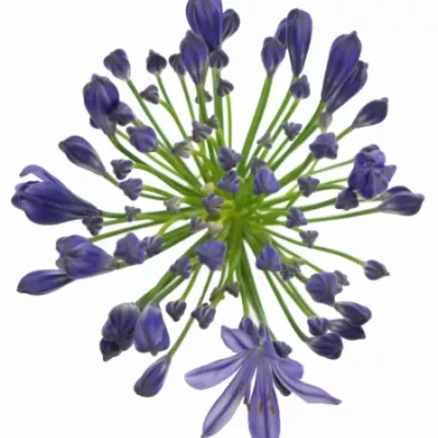 Agapanthus ATLANTIC OCEAN