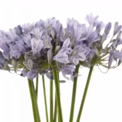 Agapanthus DONAU