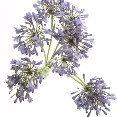 Agapanthus DONAU