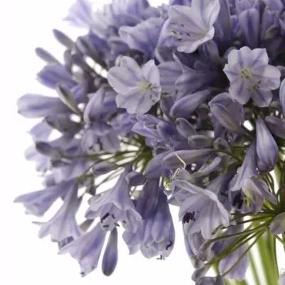 Agapanthus DONAU