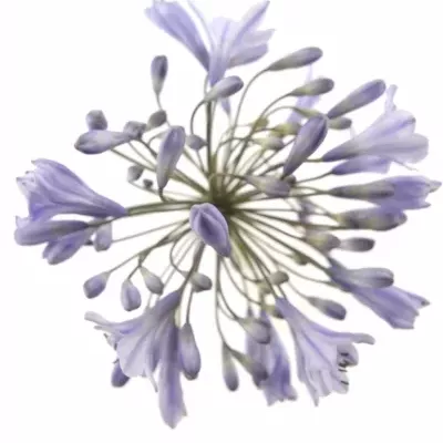 Agapanthus DONAU