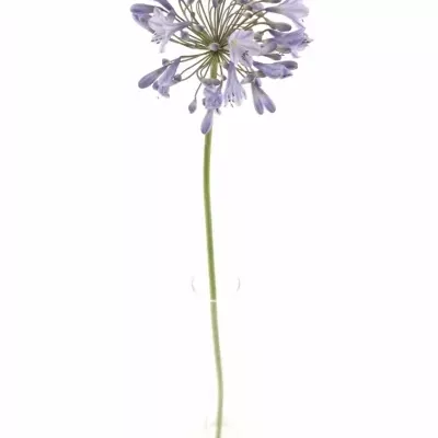 Agapanthus DONAU