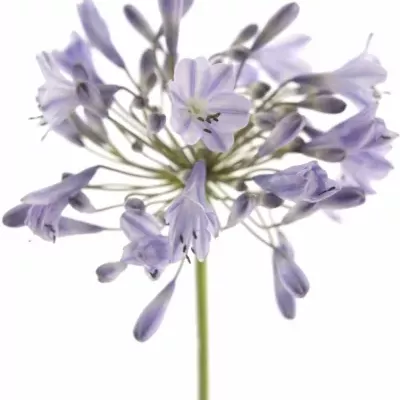 Agapanthus DONAU