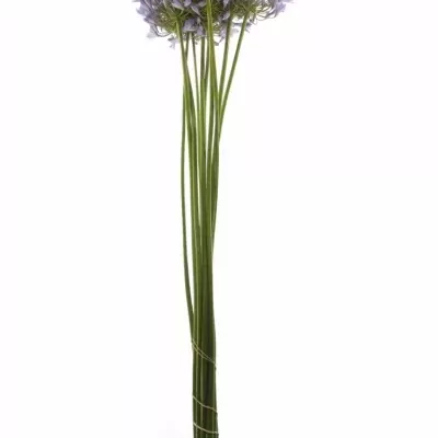 Agapanthus DONAU