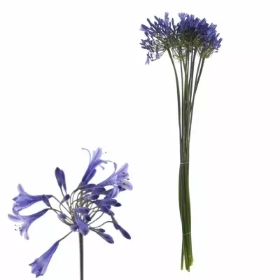 AGAPANTHUS DR. BROUWER