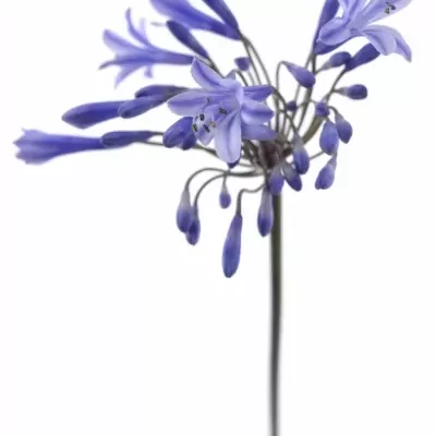 AGAPANTHUS DR. BROUWER