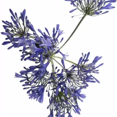 AGAPANTHUS DR. BROUWER