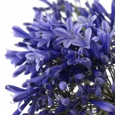 AGAPANTHUS DR. BROUWER