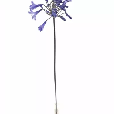 AGAPANTHUS DR. BROUWER