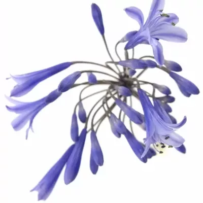 AGAPANTHUS DR. BROUWER