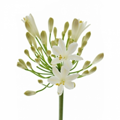 AGAPANTHUS GLETSJER 60cm