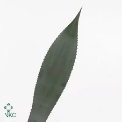 AGAVE AMERICANA BLAD