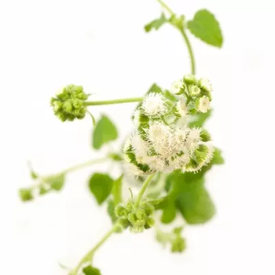 Ageratum FOREVER WHITE 60cm