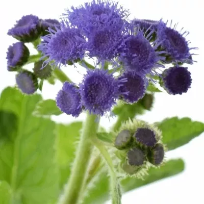 AGERATUM HOUSTONIANUM BLUE HORIZON 55cm