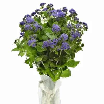 AGERATUM HOUSTONIANUM BLUE HORIZON 55cm