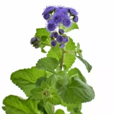 AGERATUM HOUSTONIANUM BLUE HORIZON 55cm