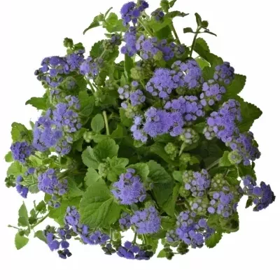 AGERATUM HOUSTONIANUM BLUE HORIZON 55cm